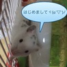 ダルメシアンのオス  ジュンたんです(*>ω<*)