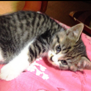 ちかちゃん。　　2か月くらいの女の子　