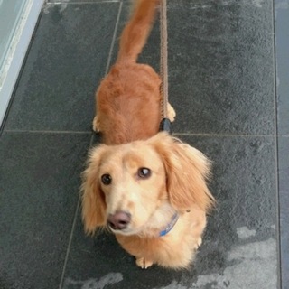 とっても人懐こいダックス、大地くん♡