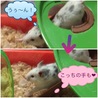 我が家 唯一のゴルハム ♂です！