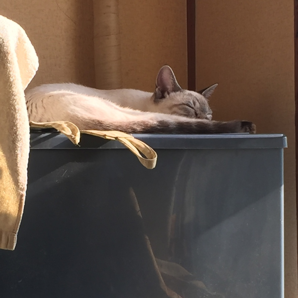 マギのカバー写真
