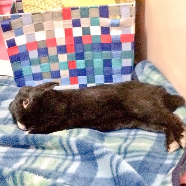 えり11のカバー写真