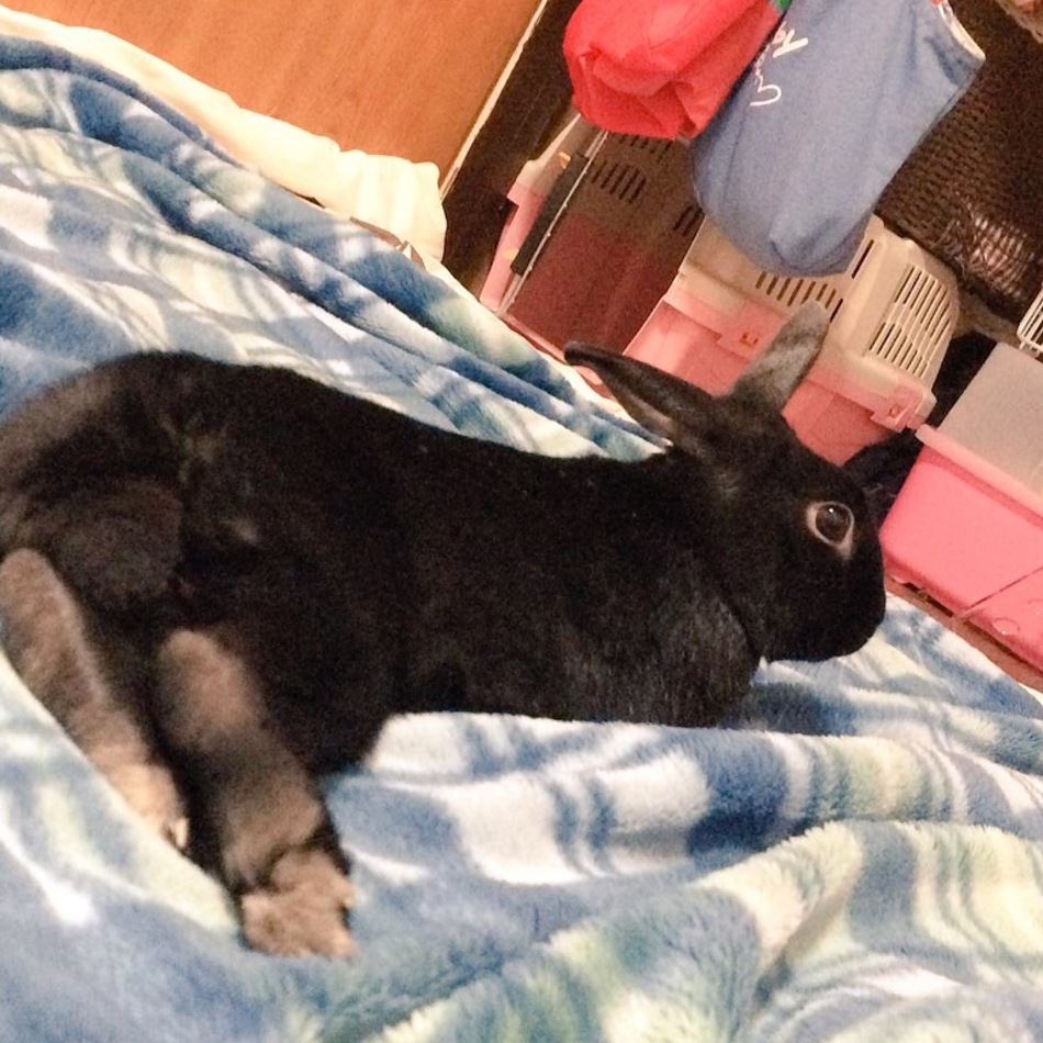 ふくちゃんのカバー写真
