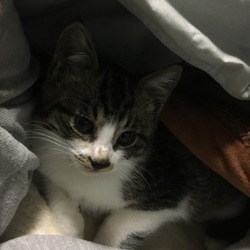 名前は銀に決定^ ^