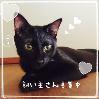 黒猫さんも可愛いです