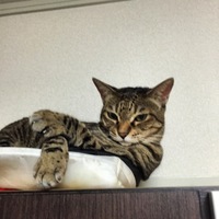 玉田 モモ