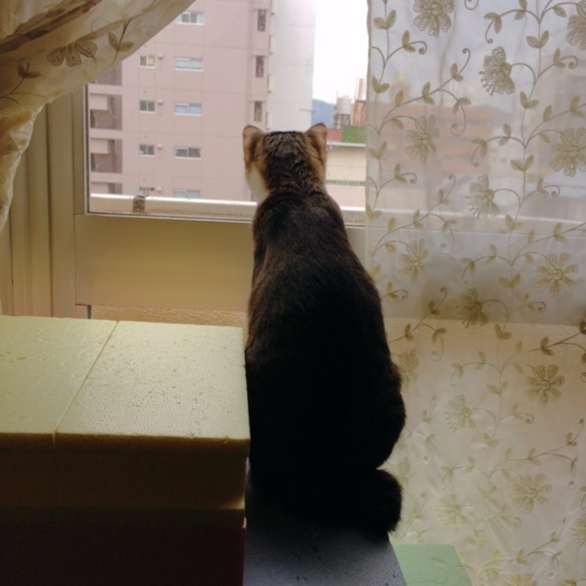 遊木のカバー写真