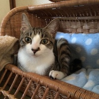 アポロ