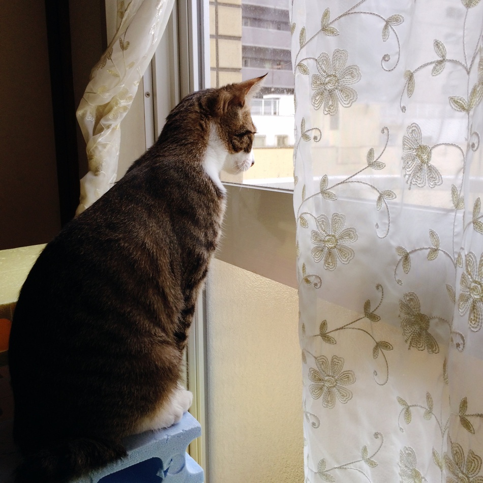 アポロのカバー写真