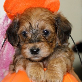 ９月２３日生まれのＭＩＸ犬の男の子です