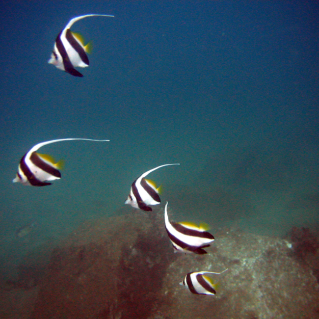 Paroroのカバー写真