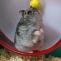 里親さん募集してます！