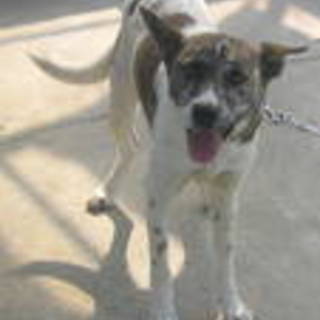 さなちゃん素敵な里親様に貰って頂けました