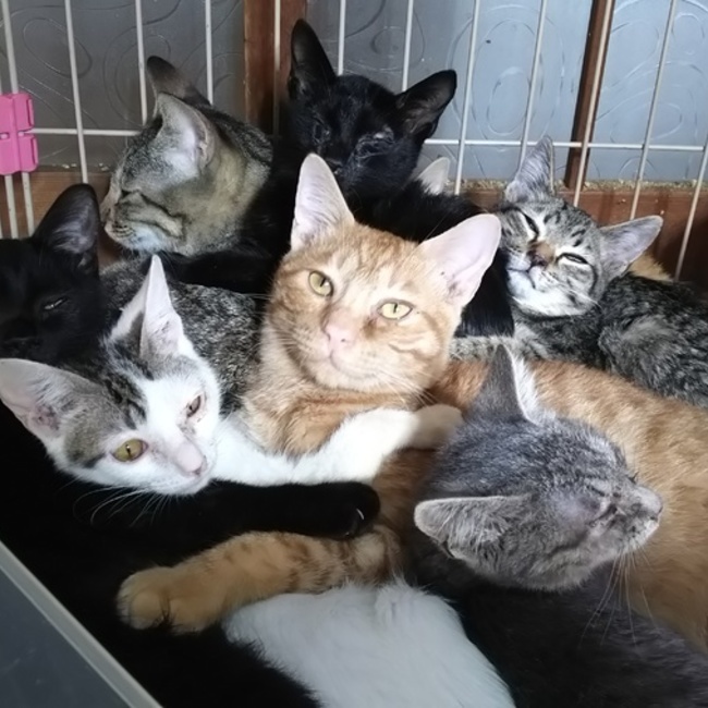 子猫の保育園のカバー写真