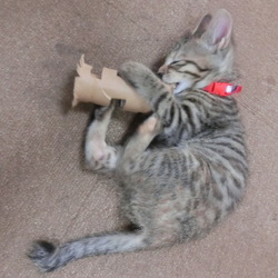 手作りおもちゃ　トイレットペーパーの芯