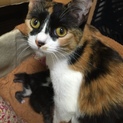 子育て後の人懐っこい猫ちゃんです。