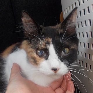 素敵な里親さんに決まりました！三毛猫まりあちゃん❤