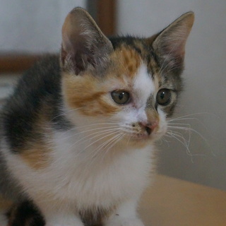 のんびり三毛ちゃん