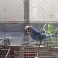 あおちゃん