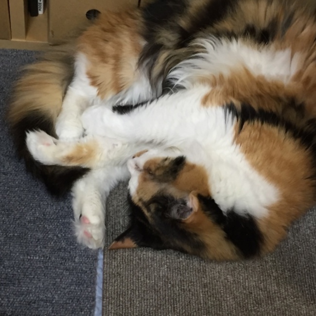 ksaitoのカバー写真