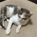三毛ちゃん里親募集♪