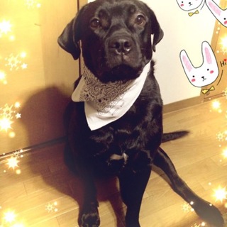 マロンを可愛がってくれる方募集します