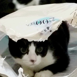 一緒にいさせて！猫たちを家族に～IN大府市