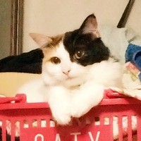 凛