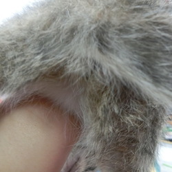 大変！　「ω（おいなりさん）」が大きくならないの！