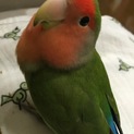 小桜インコ  メス