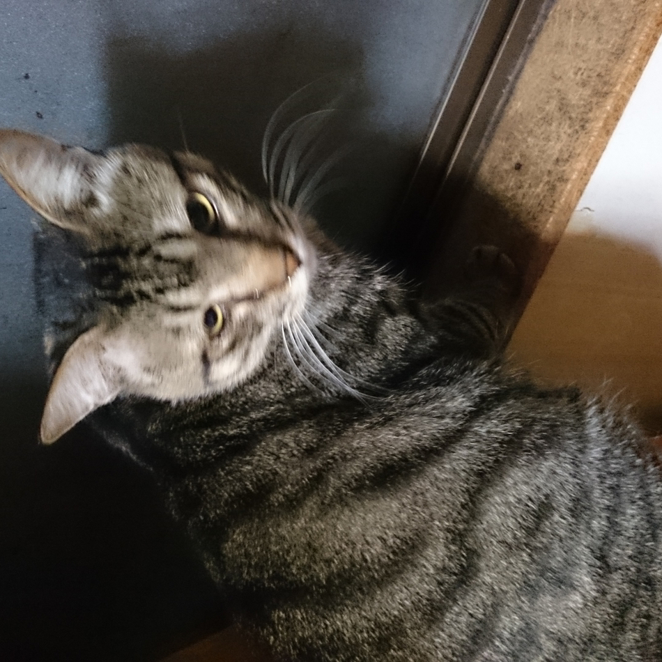 イッコーさんのカバー写真