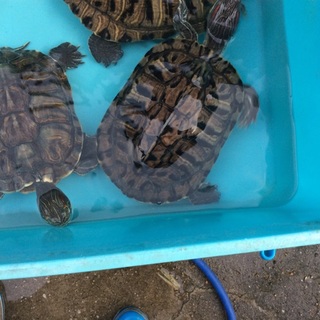 家庭の事情で飼えなくなったため里親募集します