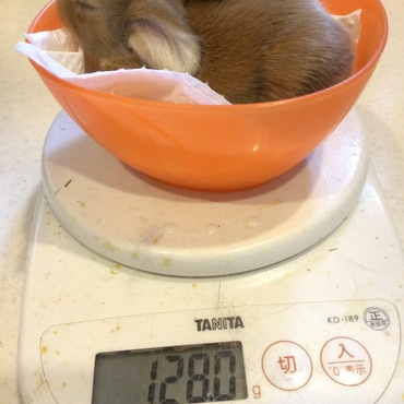 もうそらそろ目が開くかな？