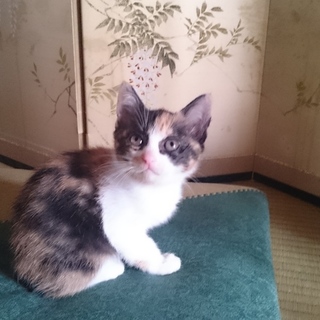 綺麗な三毛猫さん