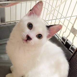 ルウ君