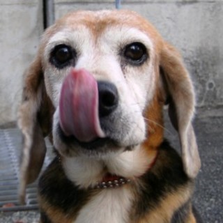 おっとりした老犬ビーグルの女の子