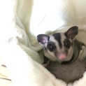 フクロモモンガ・オス応募多数の為終了しました。