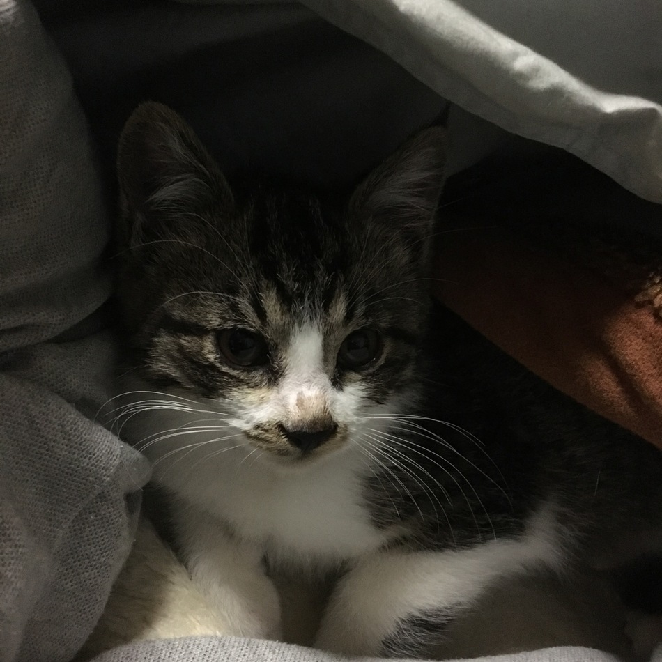 銀のカバー写真