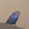 一時停止中 セキセイインコ若鳥バイオレット♀