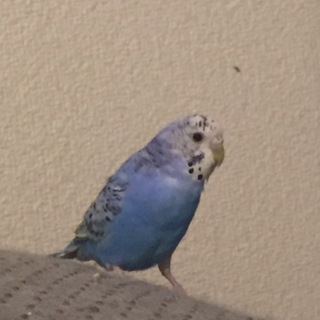一時停止中 セキセイインコ若鳥バイオレット♀