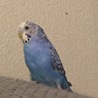 一時停止中 セキセイインコ若鳥バイオレット♀ サムネイル2