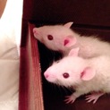 白色赤目のラッドの赤ちゃん オス二匹