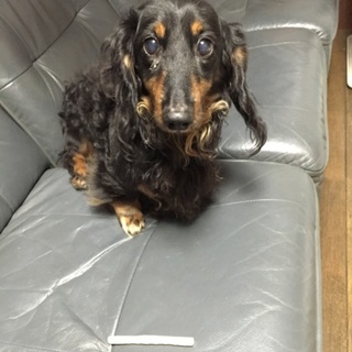 里親募集します