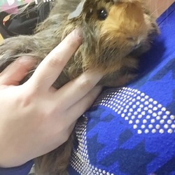 「モルちゃん妊娠したかな♫」サムネイル2