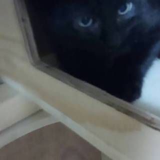 カギ尻尾の黒松君