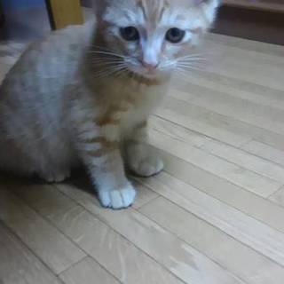 食いしん坊の茶々松くん