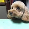 ちょっとぶりにカットへ行ってきましたが、カット苦手なので疲れました…。