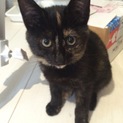 ☆甘えっ子なさび猫☆