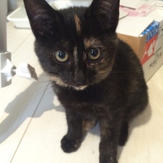 ☆甘えっ子なさび猫☆