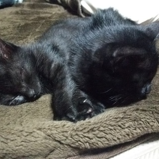 可愛い２匹の黒猫ちゃん